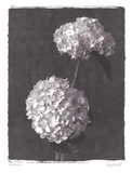 Buy Hydrangea Bouquets at AllPosters.com