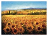 Buy Golden Sunflowers at AllPosters.com
