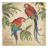 Macaw