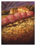 Cherry Blossoms