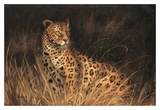 Spotted African Cat