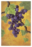 Buy Red Wine Grapes at AllPosters.com