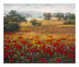 Italian Poppy Vista I