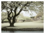 Buy Soft Light at AllPosters.com
