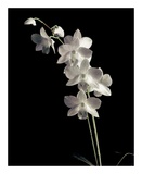 Orchid Study III