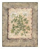 Buy Vintage Herbs, Parsley at AllPosters.com