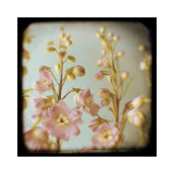 Delphinium