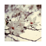 Magnolia II