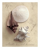 Seaside Collection II
