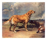 Golden Retriever