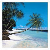 Tropical Paradise I
