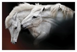 Buy Tender Moment at AllPosters.com