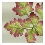 Buy Robert Herb I at AllPosters.com