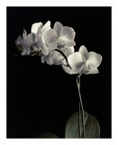 Orchid Study IV