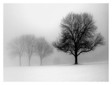 Buy Winter Trees I at AllPosters.com