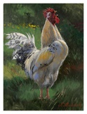 White And Yellow Rooster