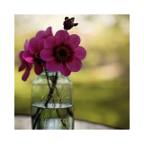 Dahlias In A Blue Jar