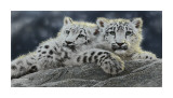 Snow Leopard Cubs
