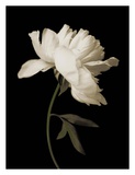 Buy Peony II at AllPosters.com