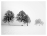 Winter Trees II