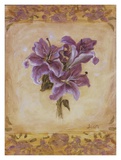 Lily Violeta