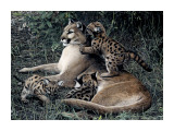 Buy Three's a Crowd at AllPosters.com
