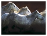 Buy Crin Blanc at AllPosters.com
