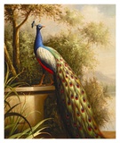 Regal Peacock