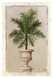 Palm Appeal II