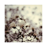 Magnolia III