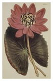 Buy Wonderous Water Lily at AllPosters.com