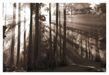 Buy Forest Light II at AllPosters.com