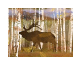 Elk
