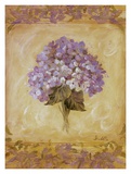 Hydrangea Violeta