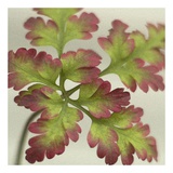 Buy Robert Herb II at AllPosters.com