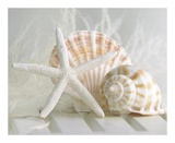 Cali Starfish I