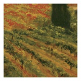 Poppies of Toscano II, no. 10