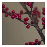 Red Berries I