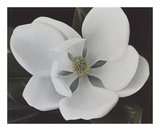 Buy Southern Charmer I at AllPosters.com