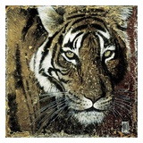 Portrait de Tigre