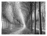 Buy Tree Parade at AllPosters.com