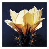 Buy Desert Glow at AllPosters.com