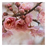 Buy Blossom I at AllPosters.com