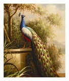 Regal Peacock Art Print