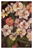 Buy Orchids II at AllPosters.com