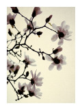 Magnolia IV