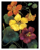 Buy Midnight Bloom IV at AllPosters.com