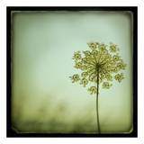 Vintage Botanical Art Print
