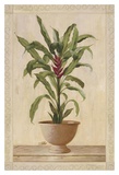 Potted Palm II