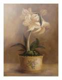 Buy Olivia's Flowers IV at AllPosters.com